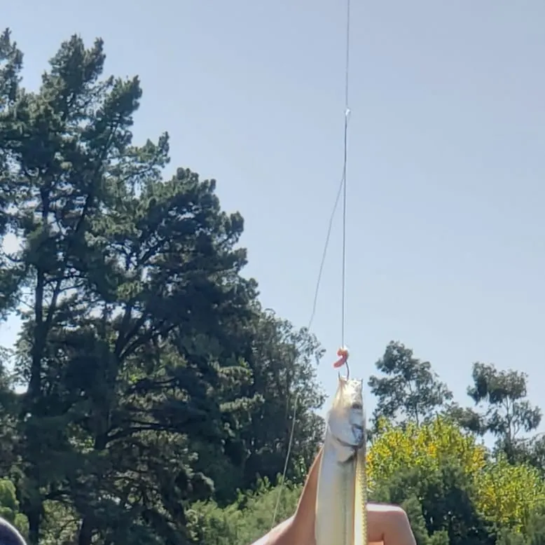 The most recent Argentinian silverside catches on Fishbrain