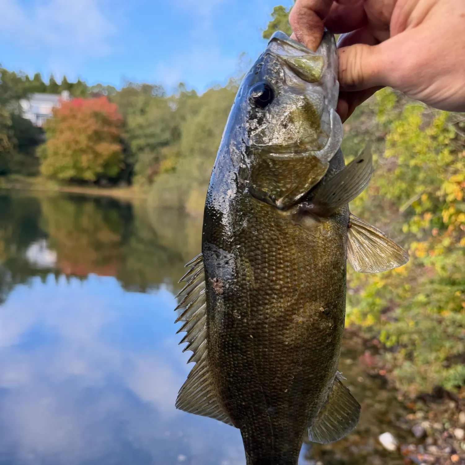 Smallmouth bass caught on Fishbrain