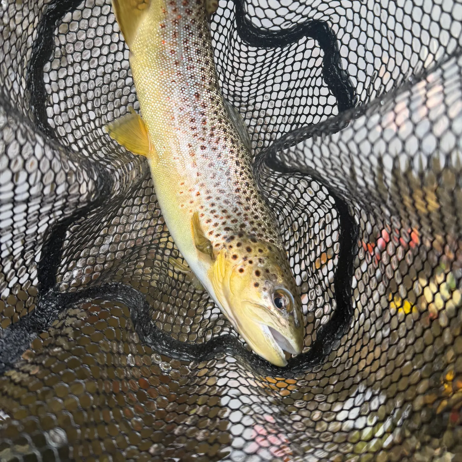Brown trout caught on Fishbrain