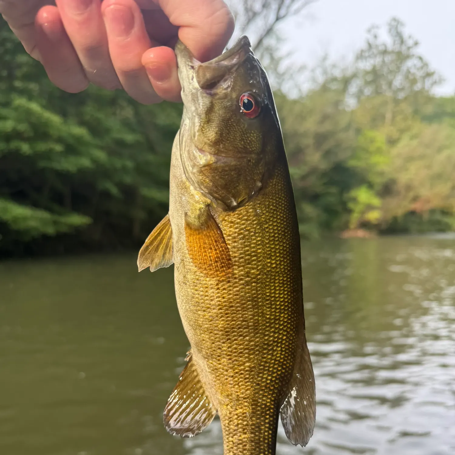 Smallmouth bass caught on Fishbrain