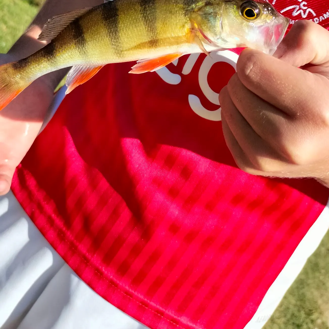 European perch caught on Fishbrain