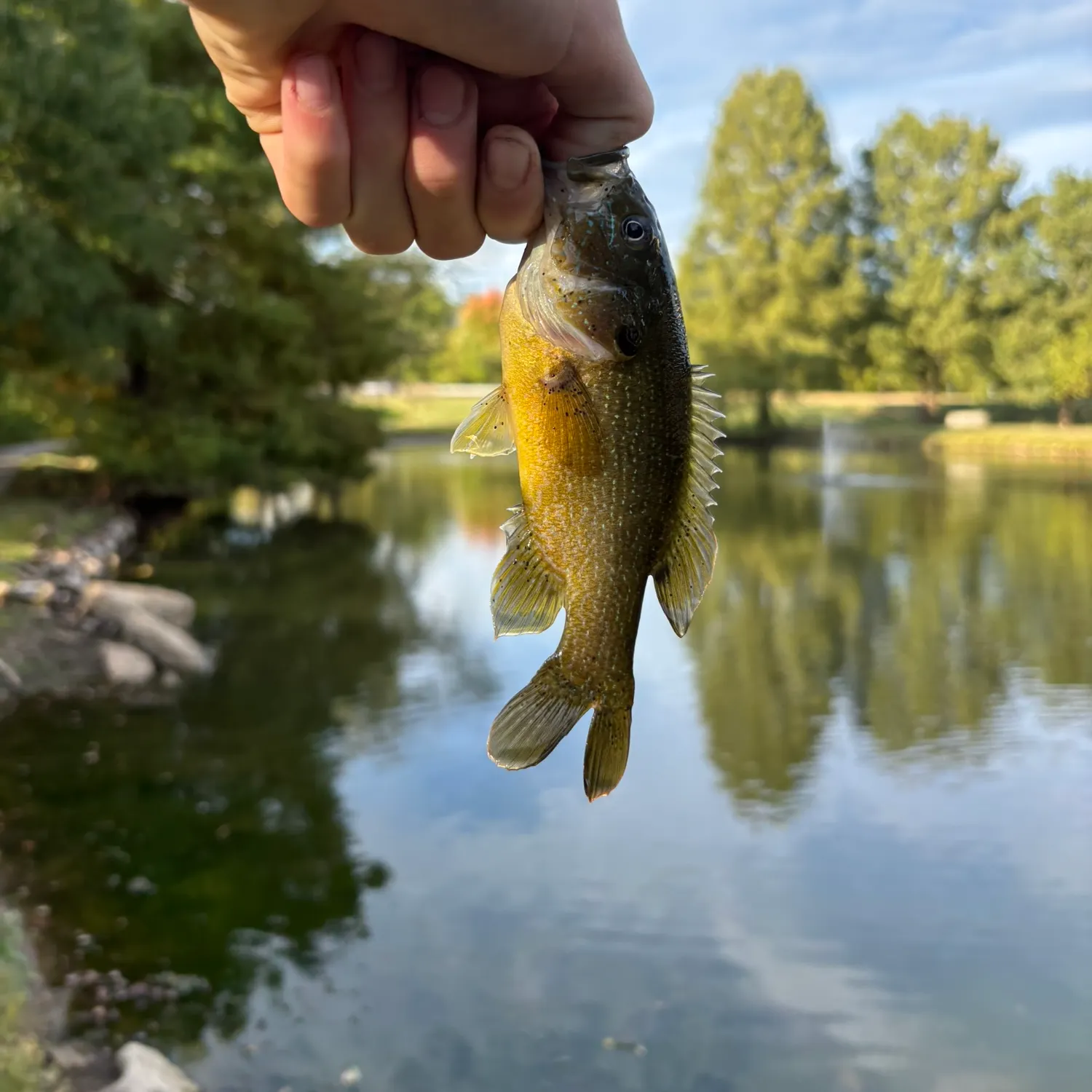 Green sunfish caught on Fishbrain