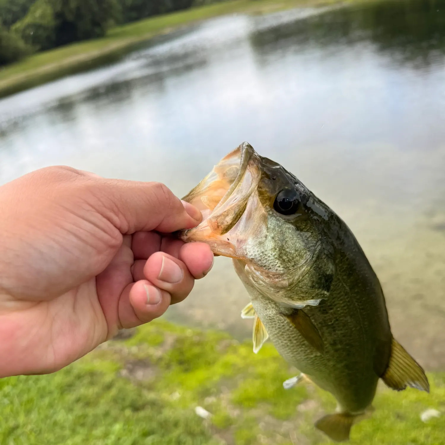 Largemouth bass caught on Fishbrain