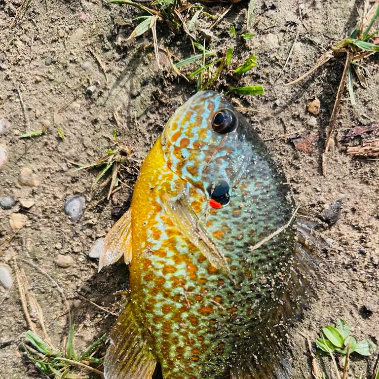 Pumpkinseed caught on Fishbrain
