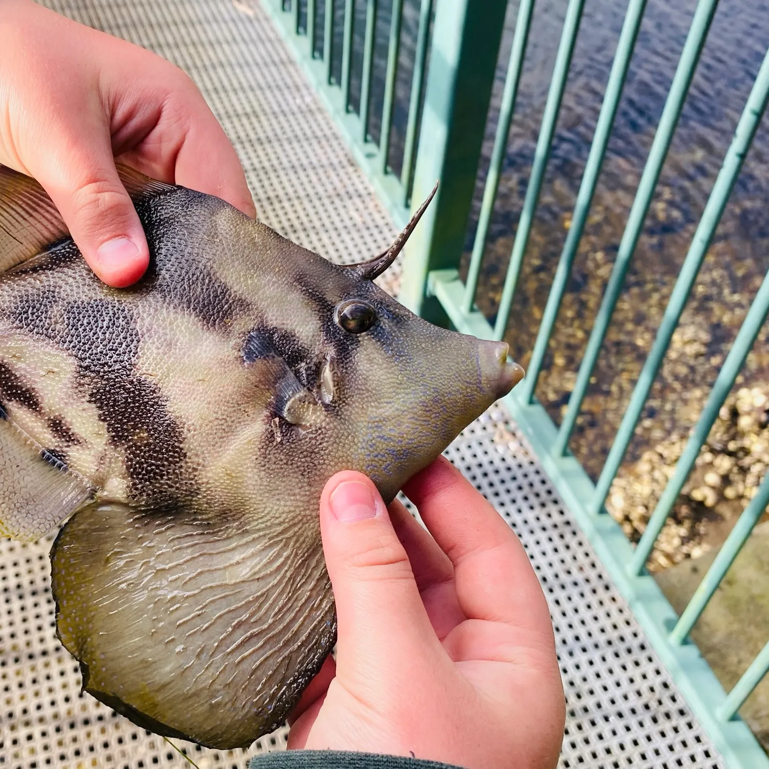 The most recent Fan-bellied leatherjacket catches on Fishbrain