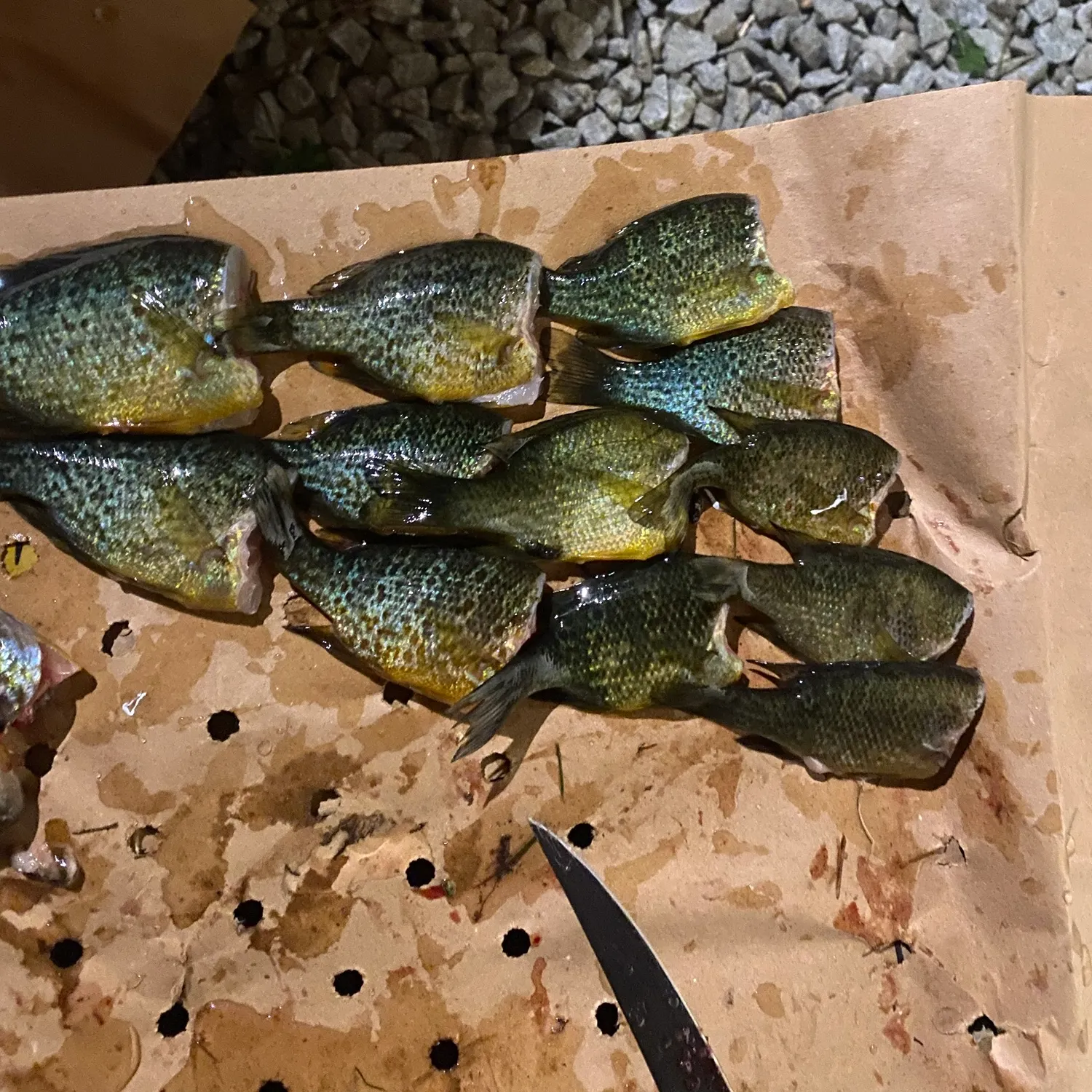 Pumpkinseed caught on Fishbrain