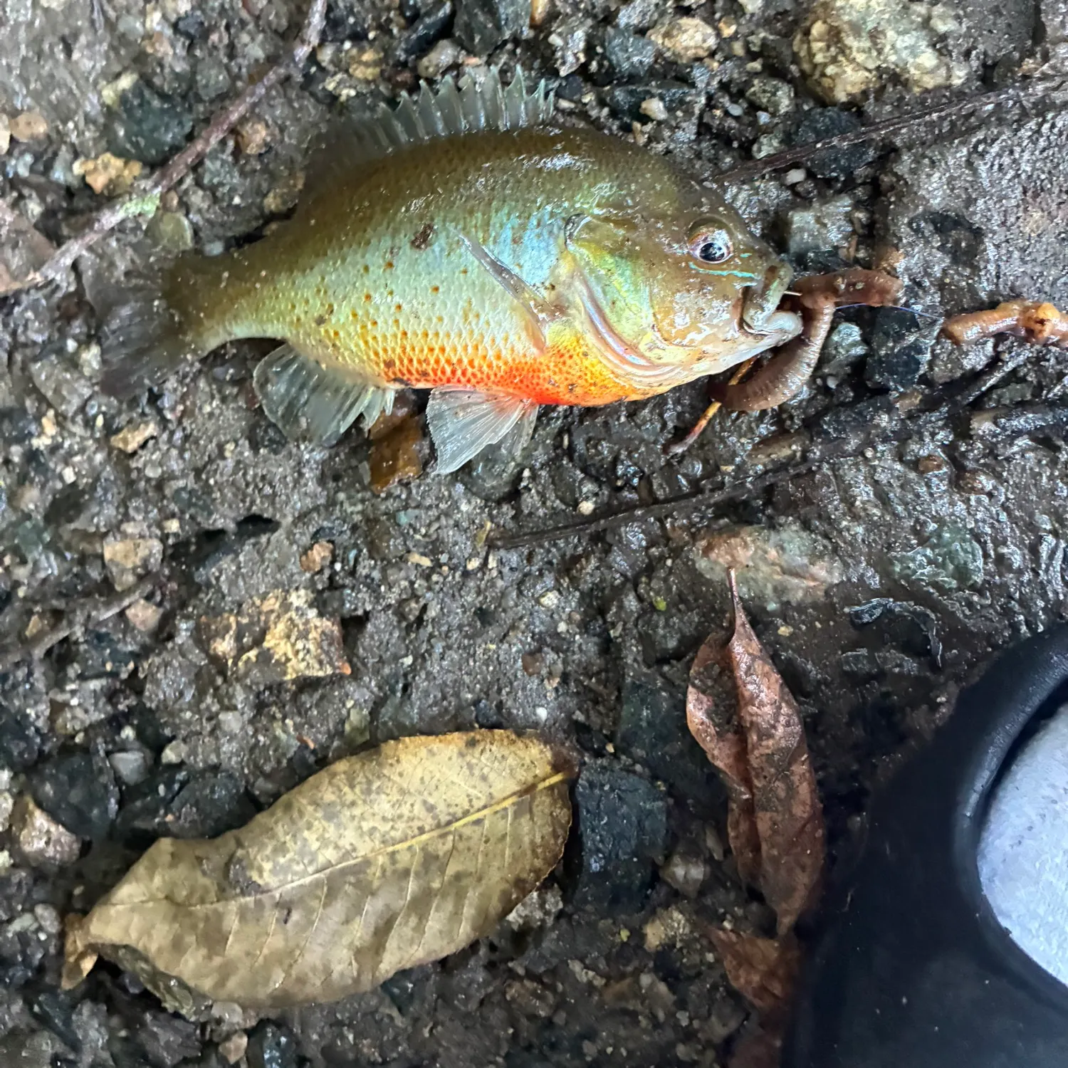 Redbreast sunfish caught on Fishbrain