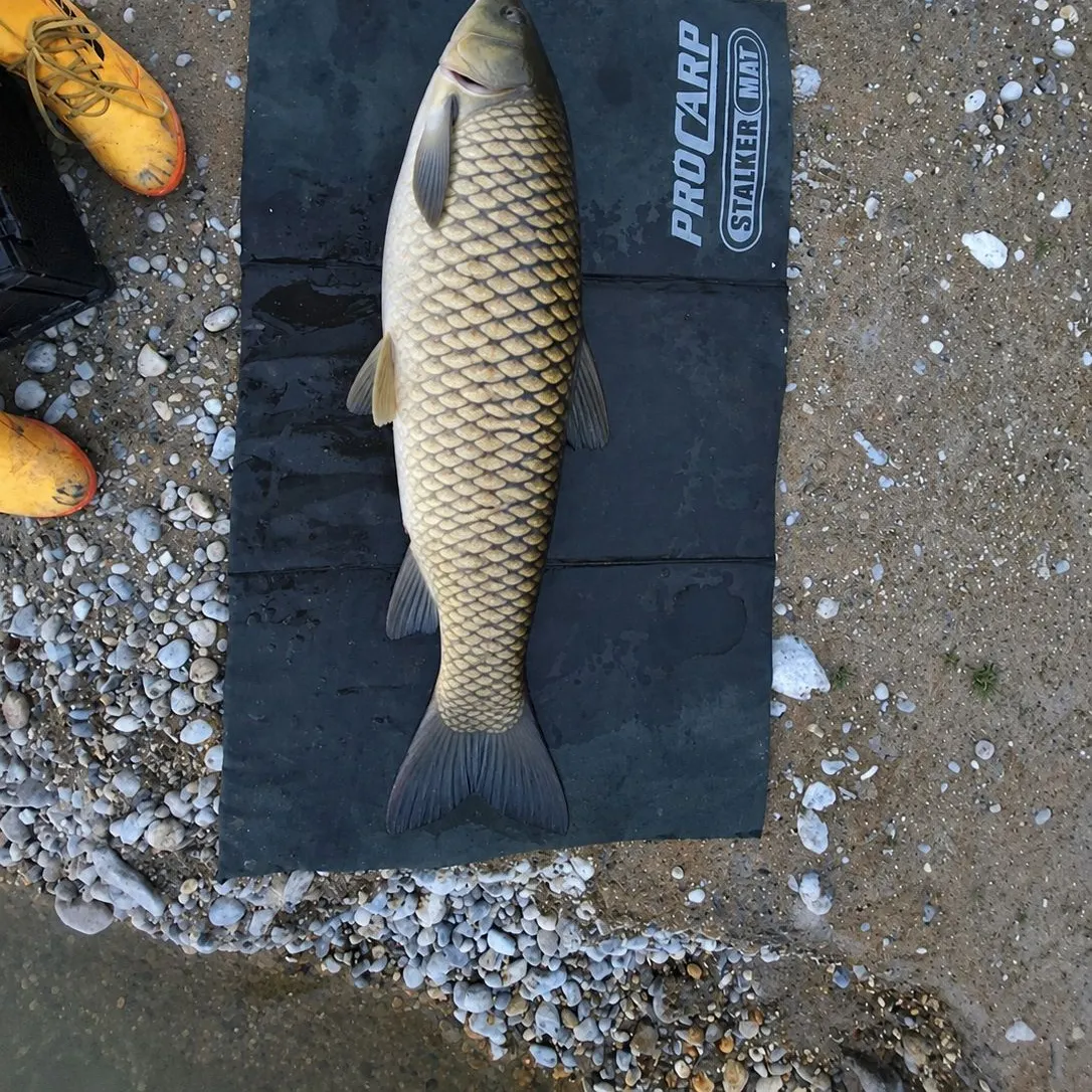 Grass carp caught on Fishbrain