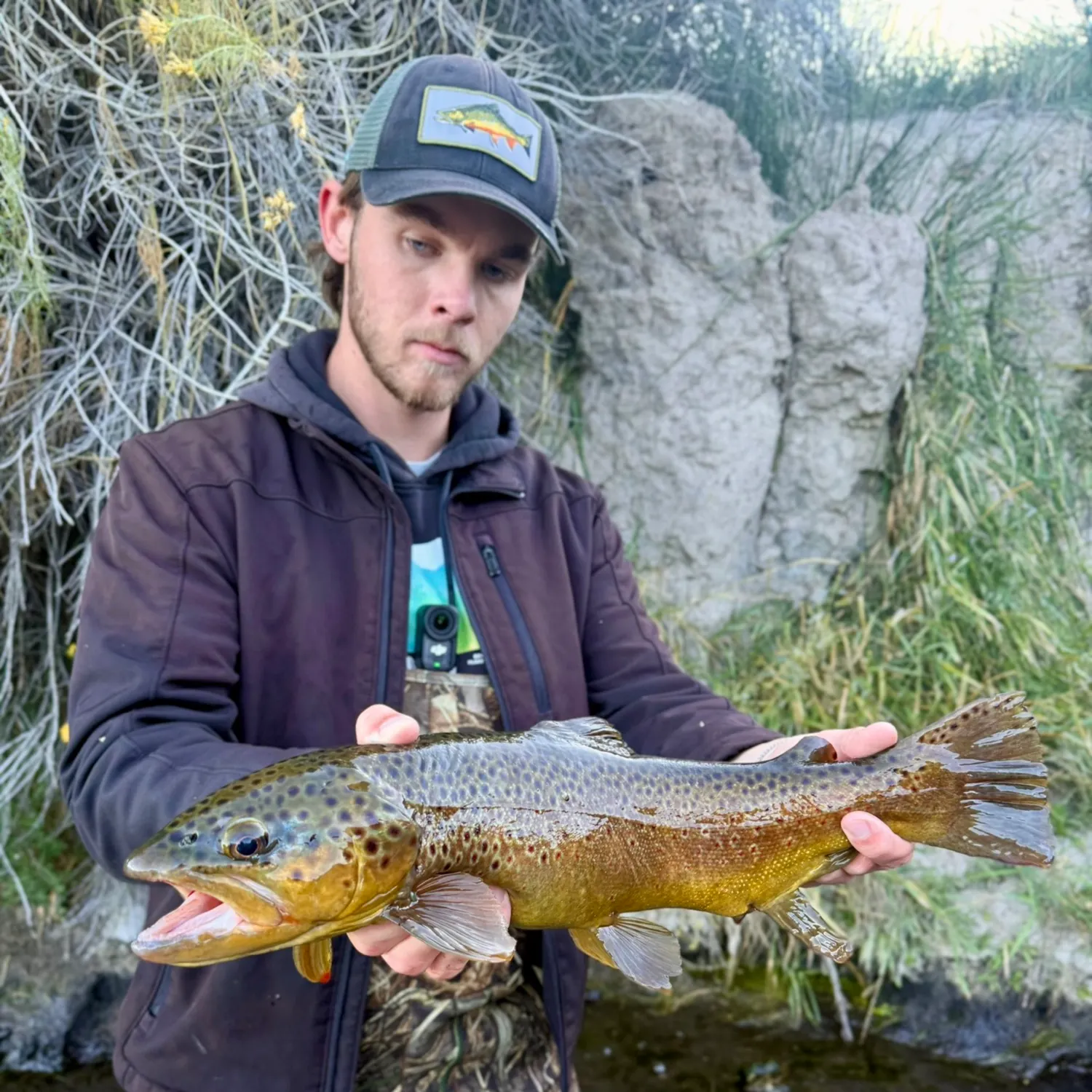 Brown trout caught on Fishbrain