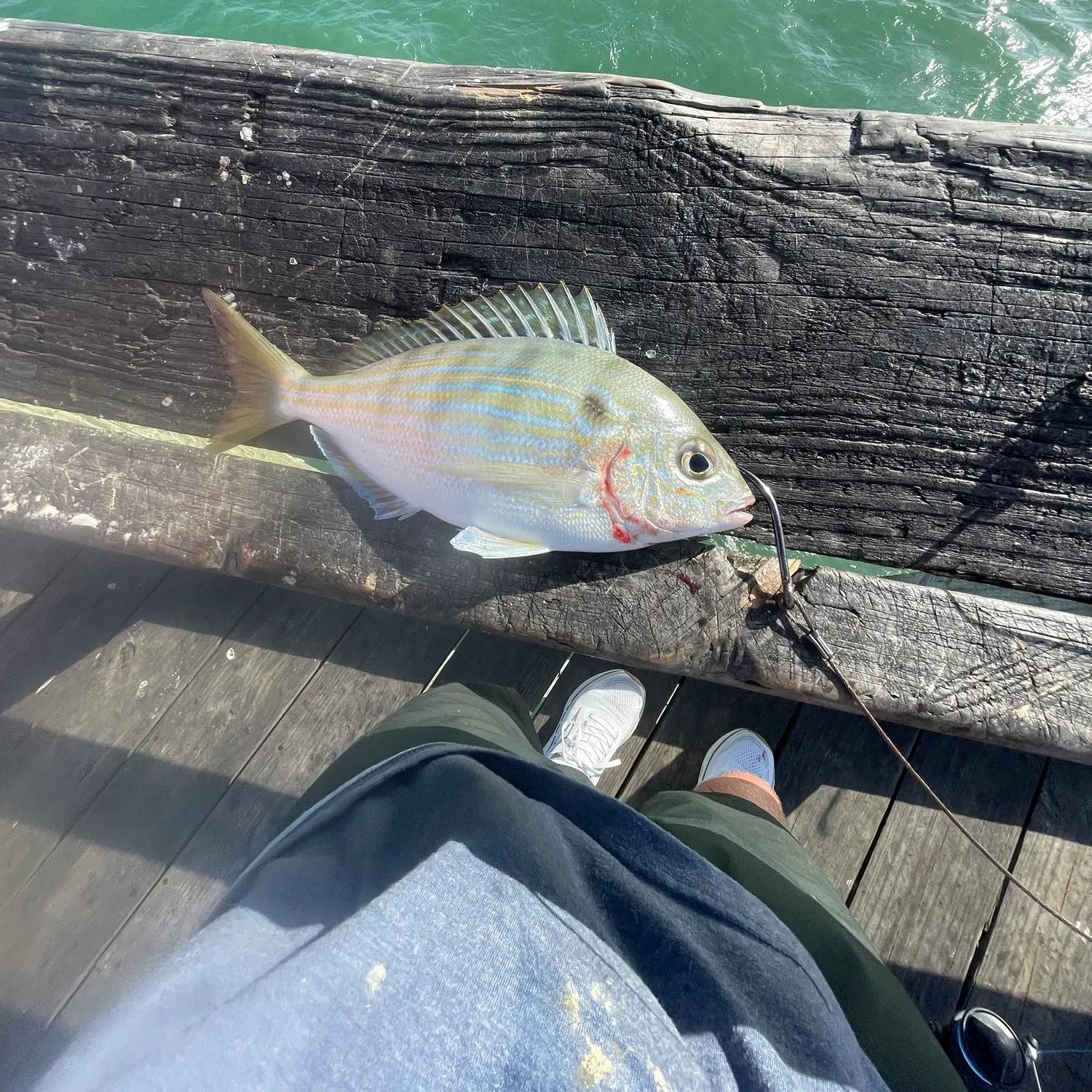 Pinfish caught on Fishbrain