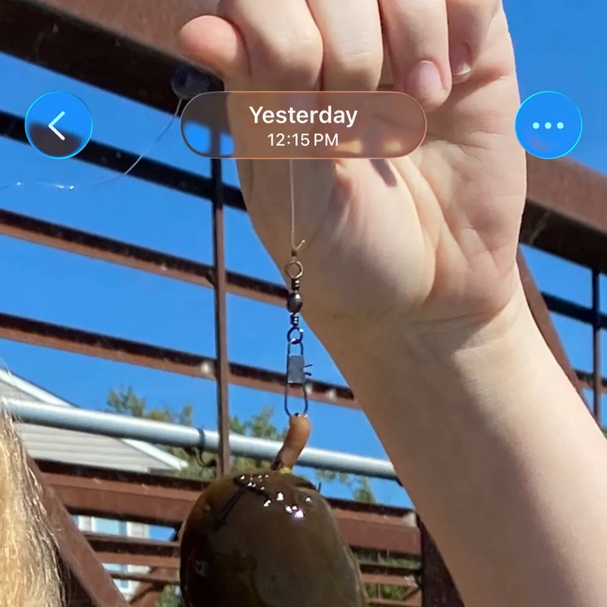 Channel catfish caught on Fishbrain