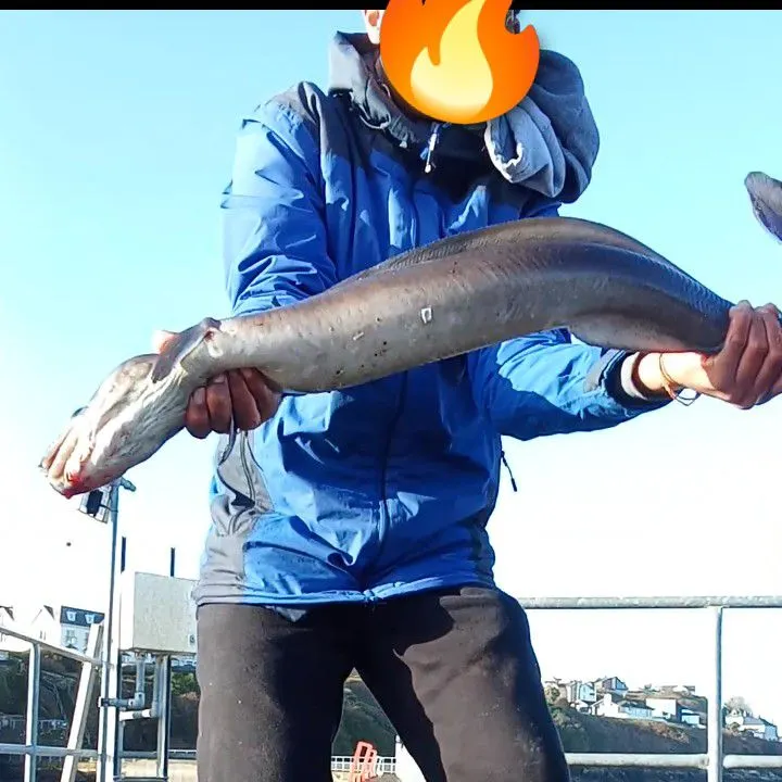 The most recent European conger catches on Fishbrain
