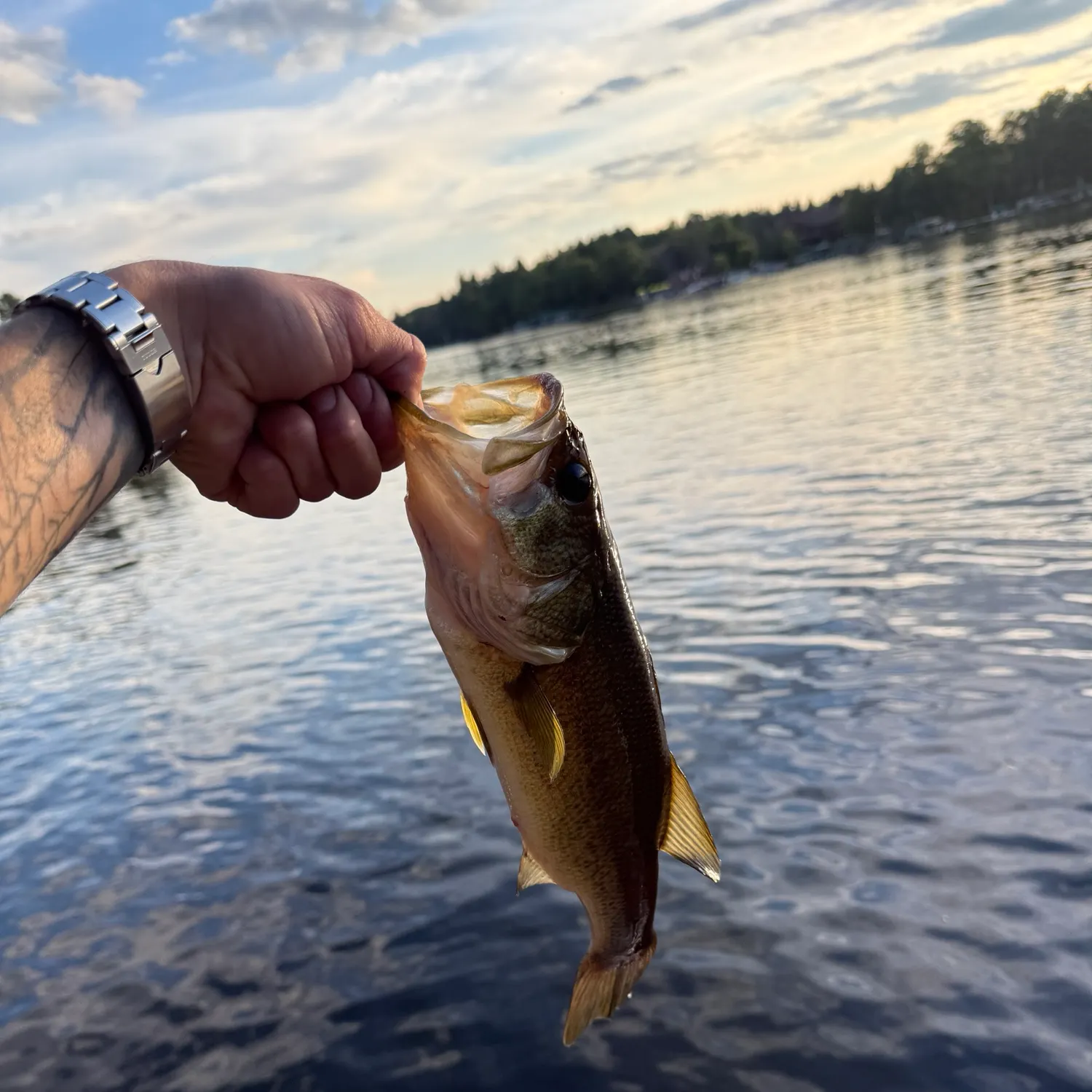Largemouth bass caught on Fishbrain