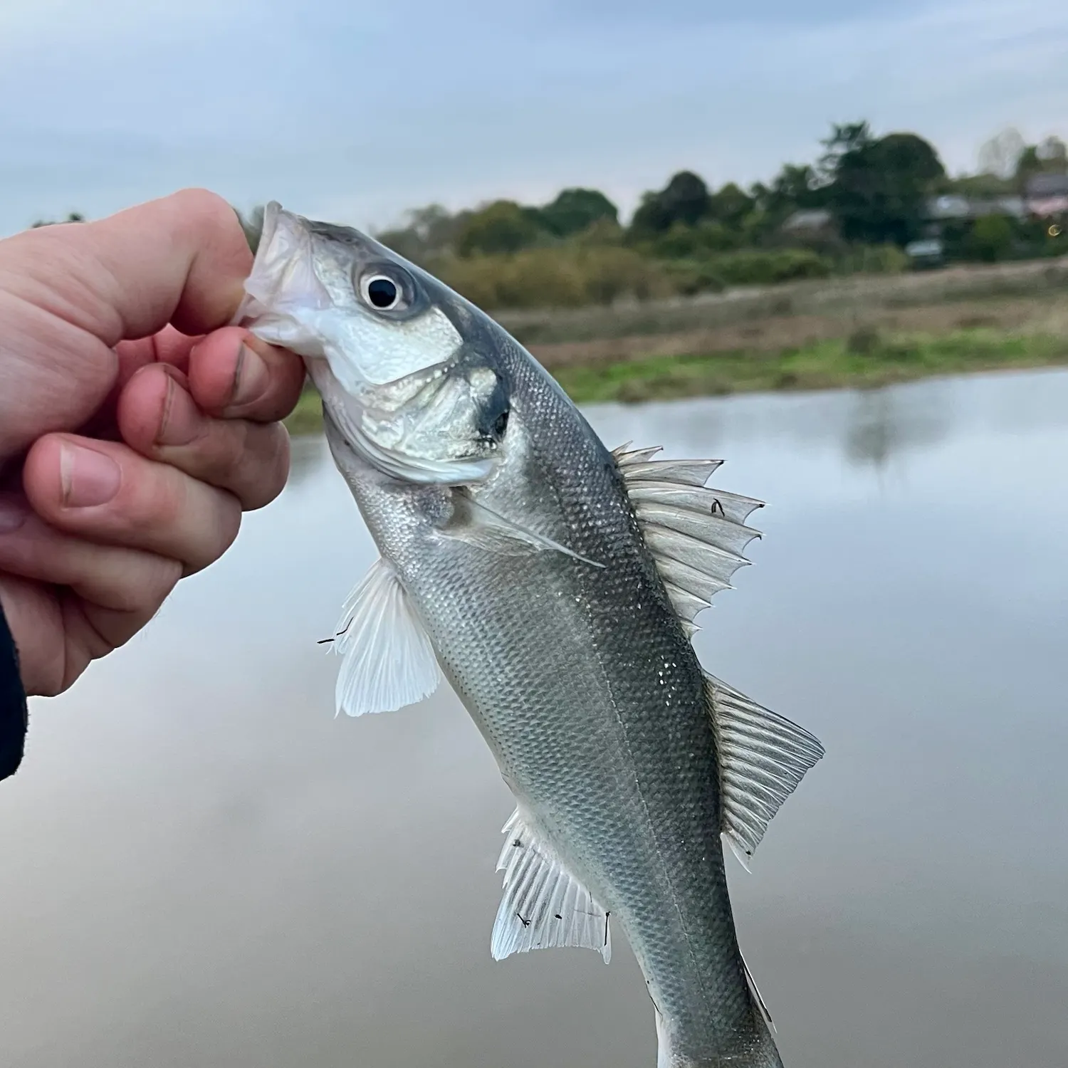 European seabass caught on Fishbrain