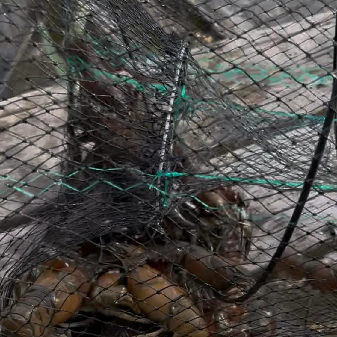 The most recent Signal crayfish catches on Fishbrain