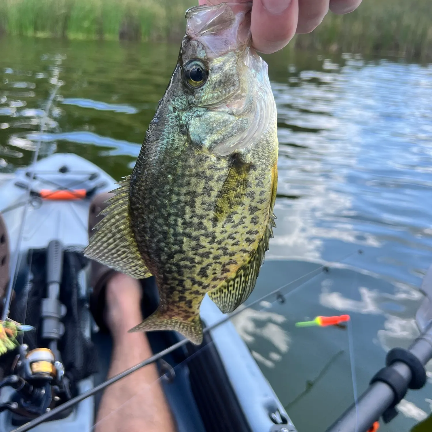 Black crappie caught on Fishbrain