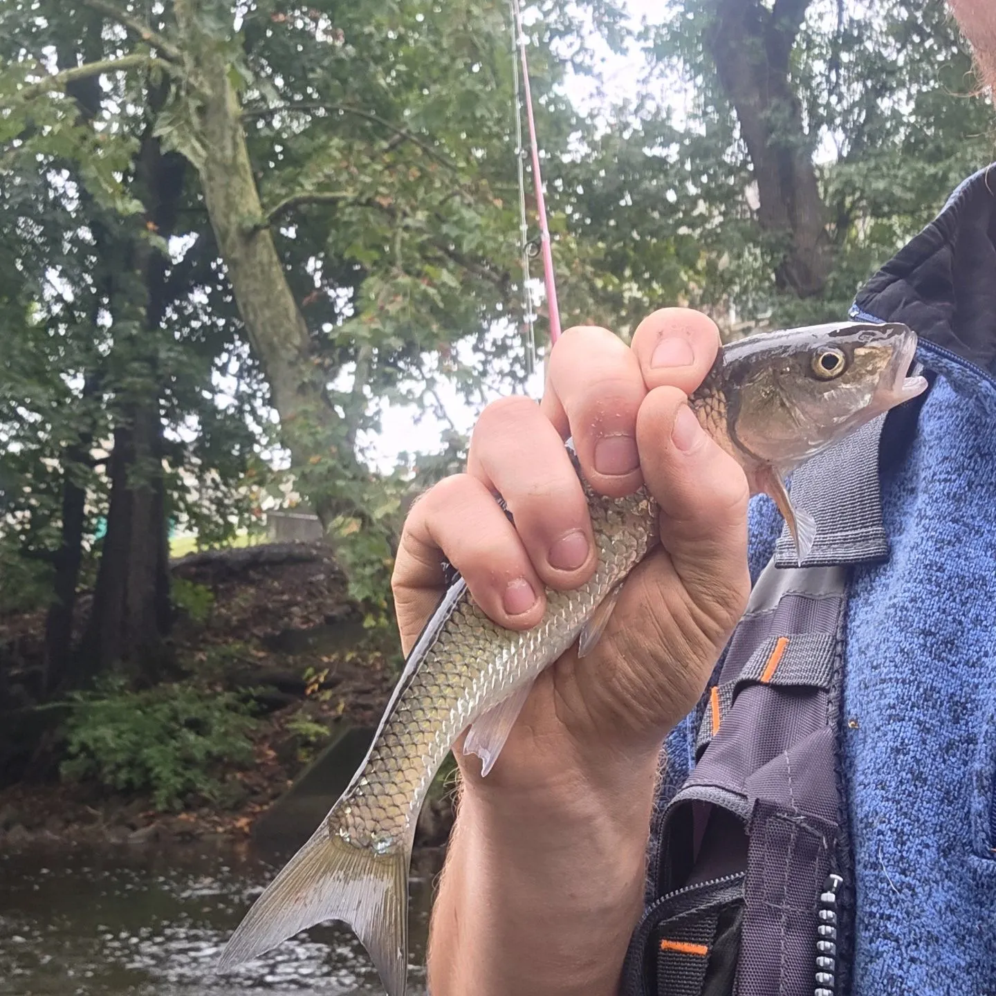 Fallfish caught on Fishbrain