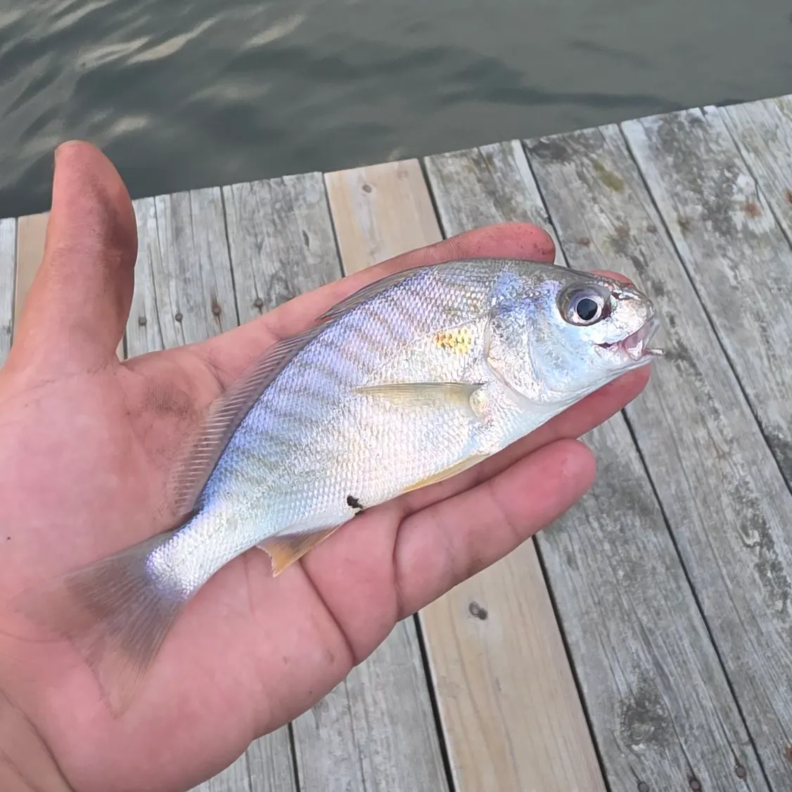 Spot croaker caught on Fishbrain