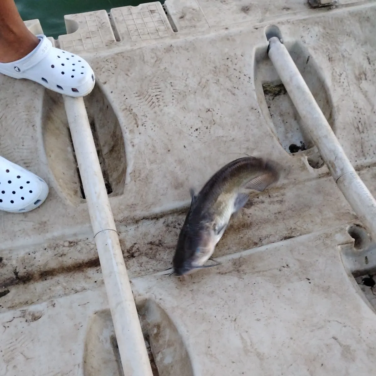 Channel catfish caught on Fishbrain