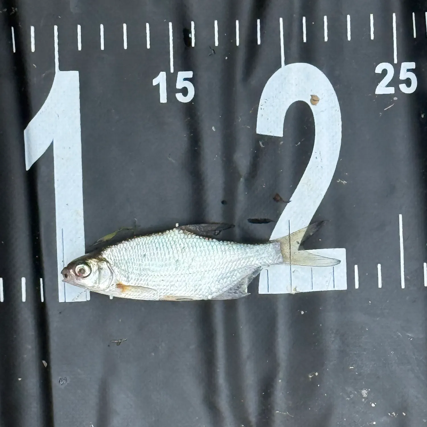 White bream caught on Fishbrain