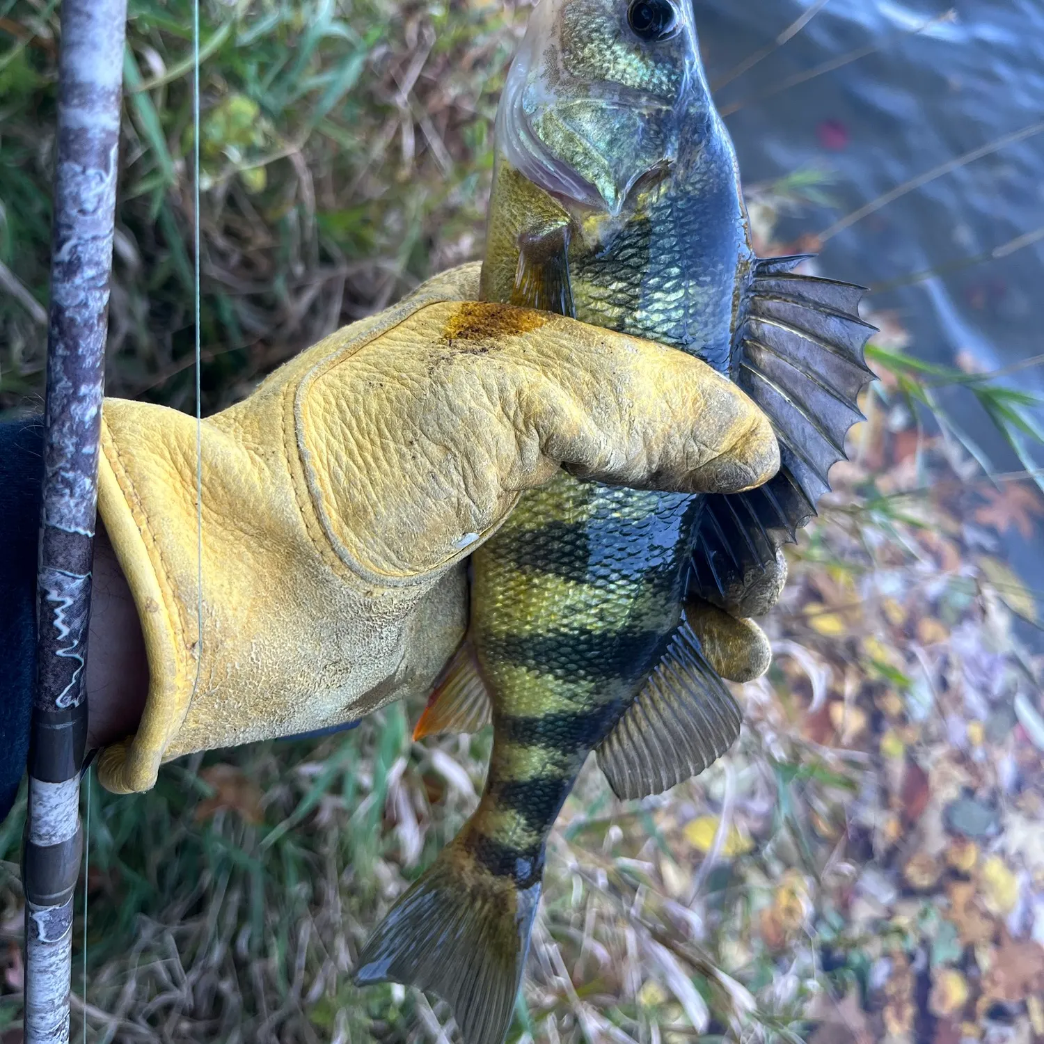 Yellow perch caught on Fishbrain