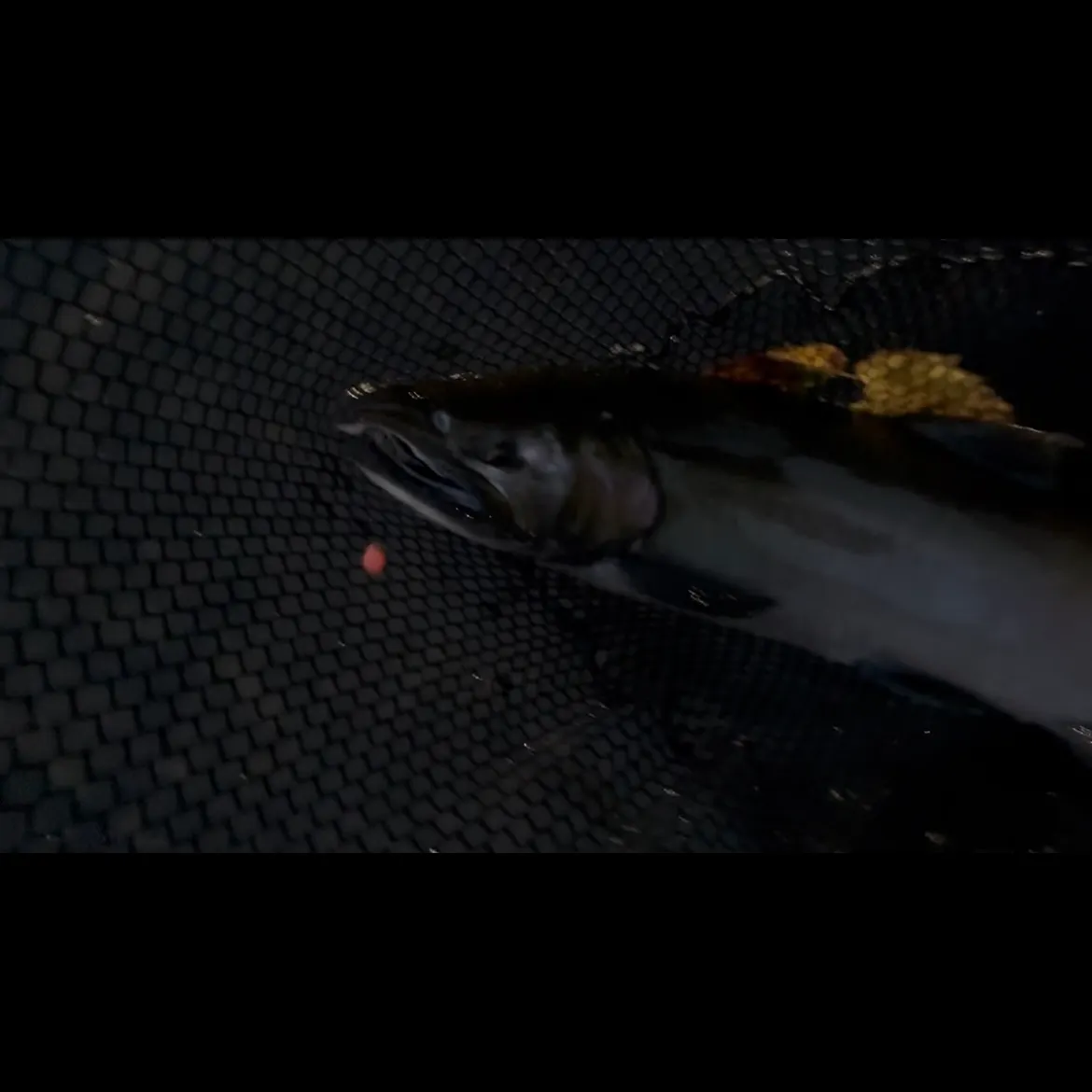 Coho salmon caught on Fishbrain