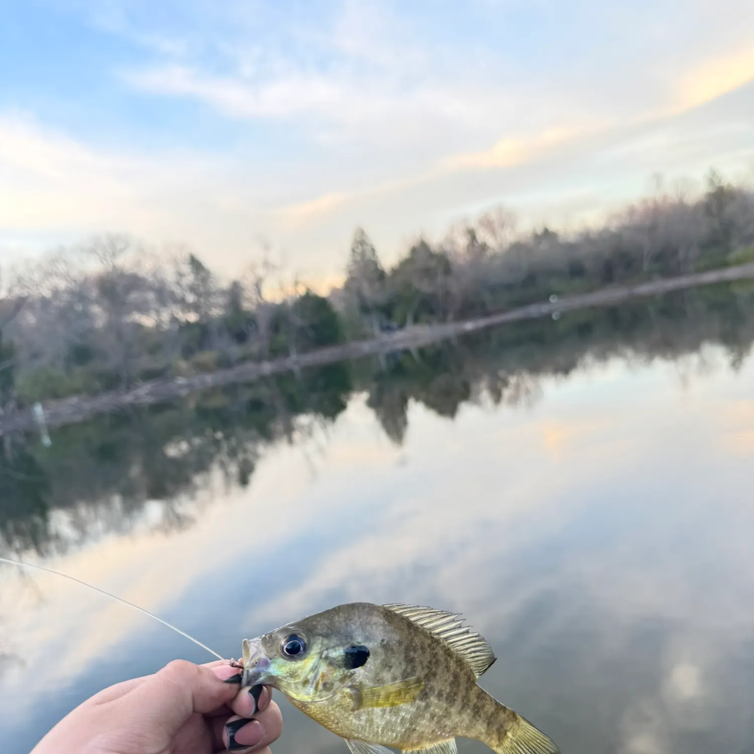 The most recent Bluegill catches on Fishbrain