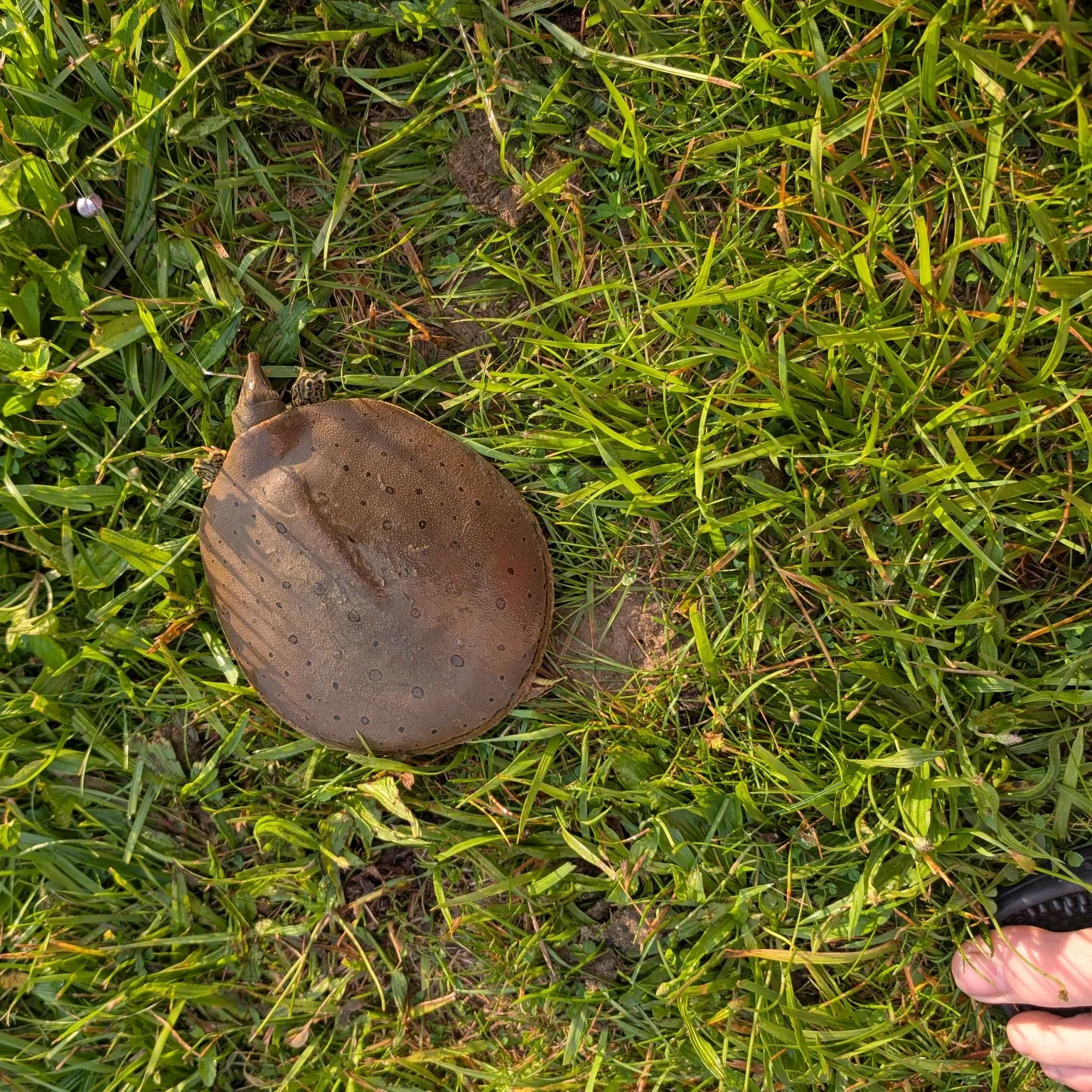 Spiny softshell turtle caught on Fishbrain