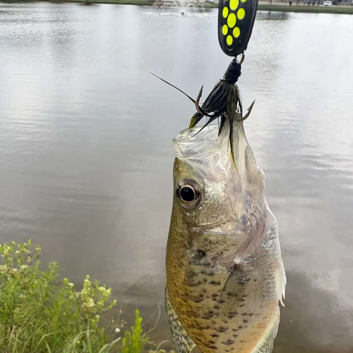 The most recent White crappie catches on Fishbrain