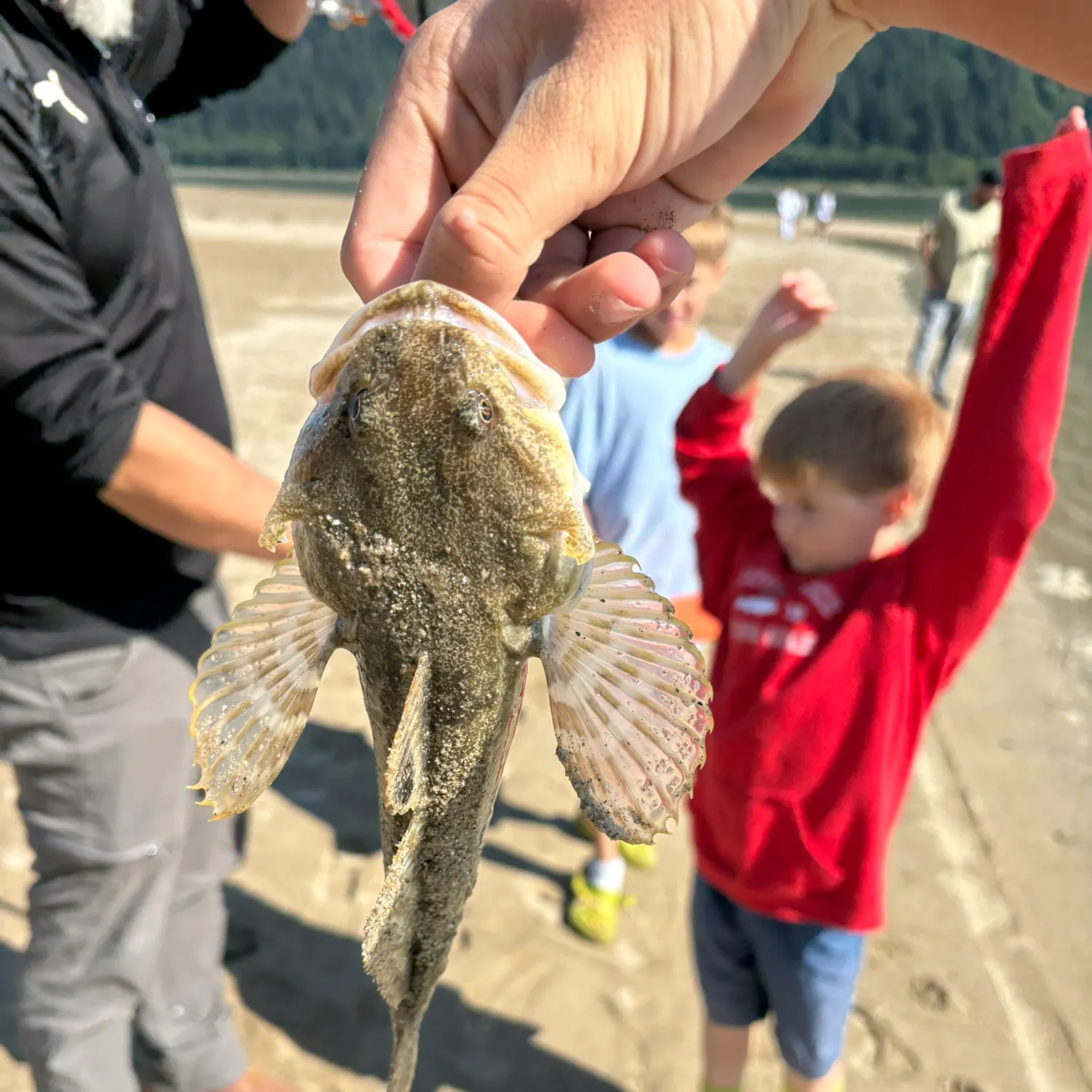 Shorthorn sculpin caught on Fishbrain