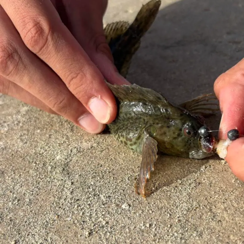 Common goby caught on Fishbrain