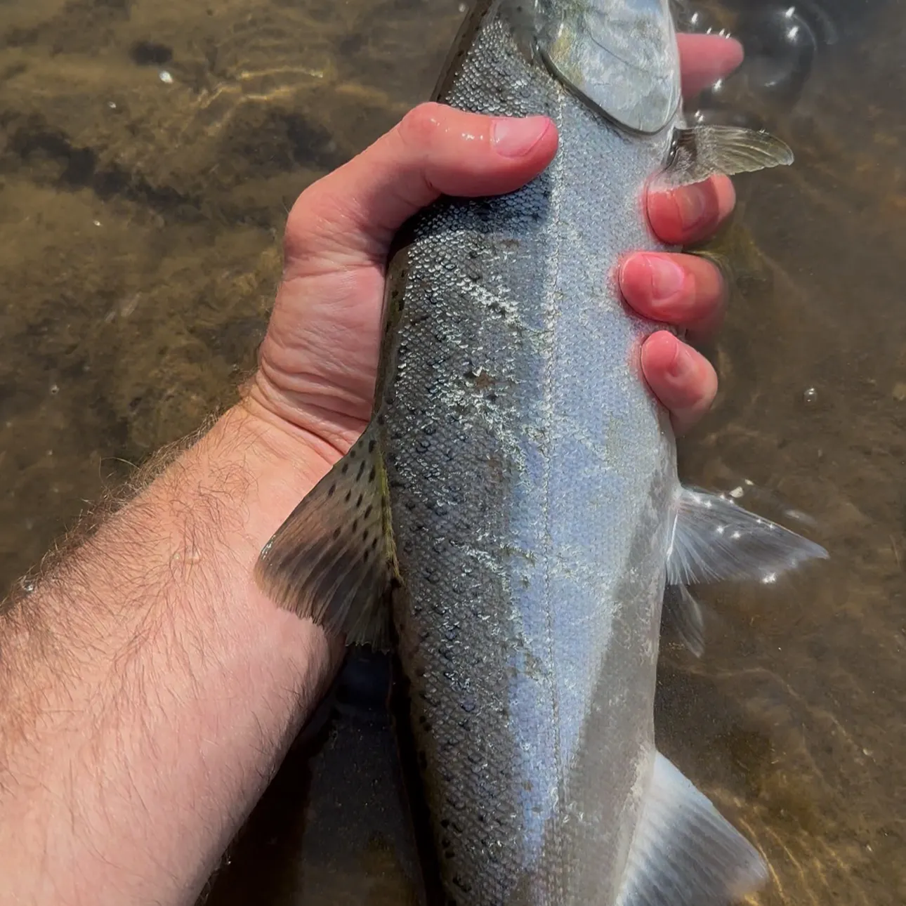 Chinook salmon caught on Fishbrain