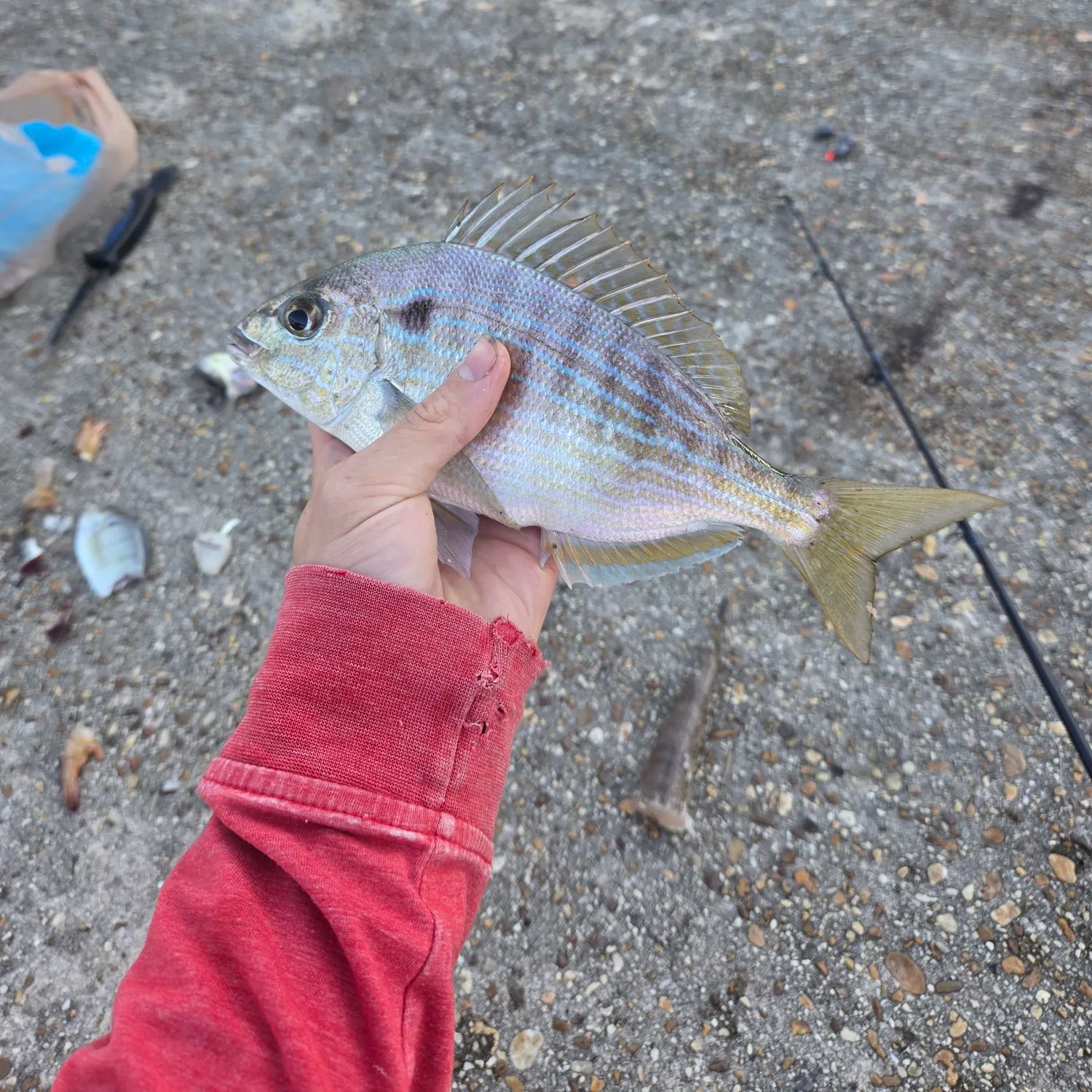 Pinfish caught on Fishbrain