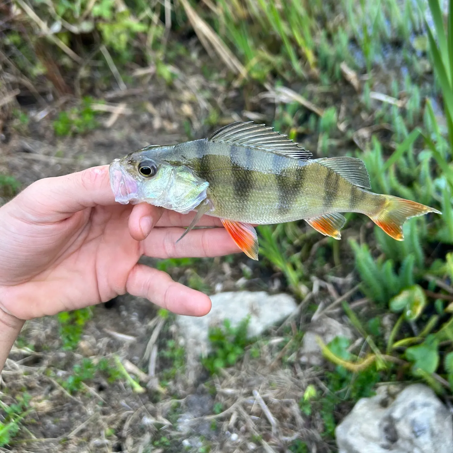 European perch caught on Fishbrain