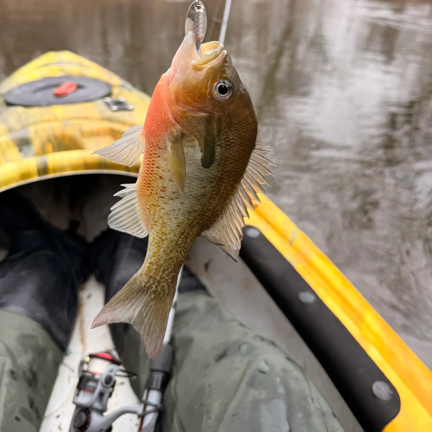The most recent Redbreast sunfish catches on Fishbrain