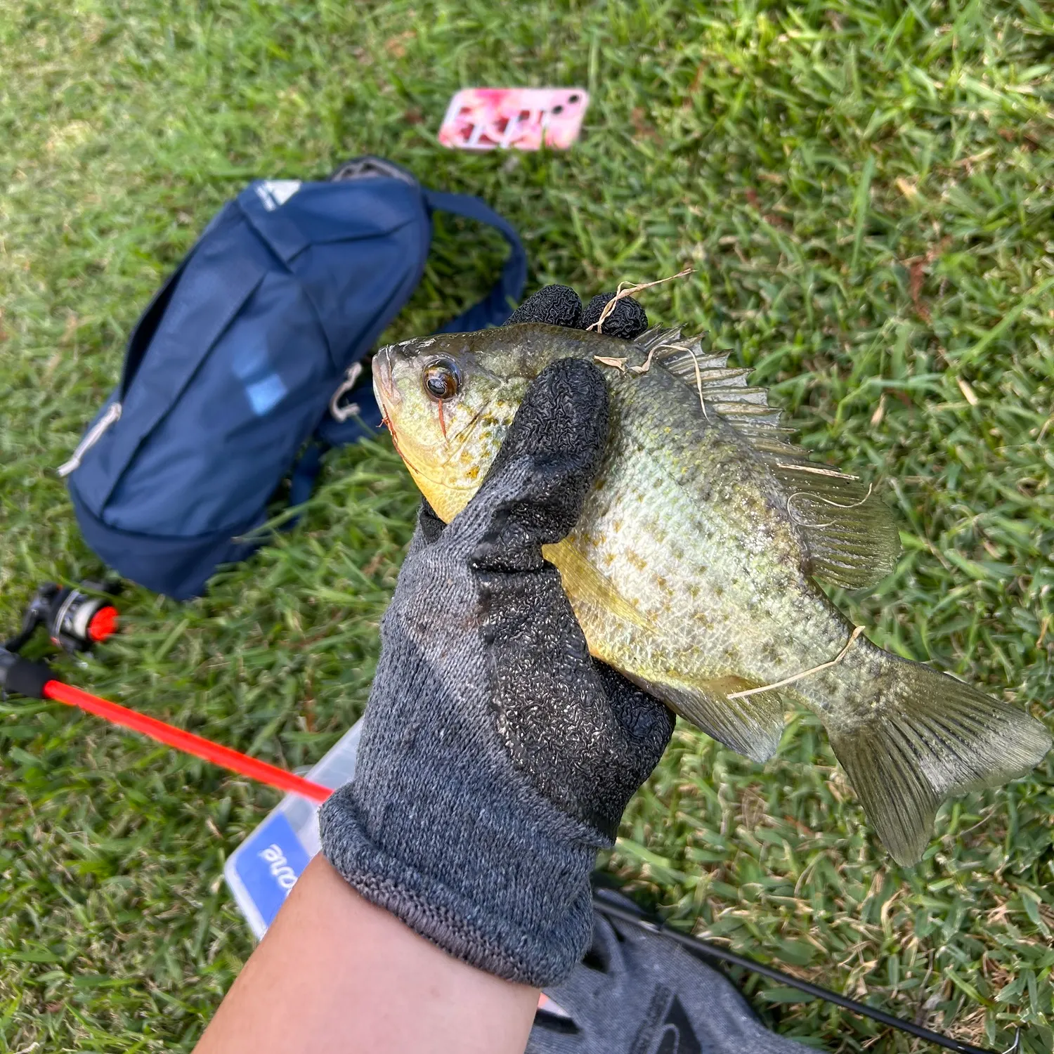 Redear sunfish caught on Fishbrain