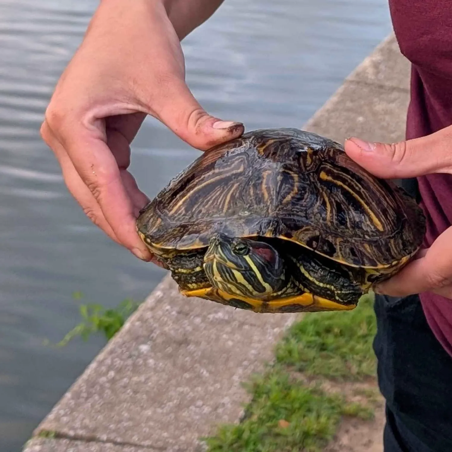 Pond slider turtle caught on Fishbrain