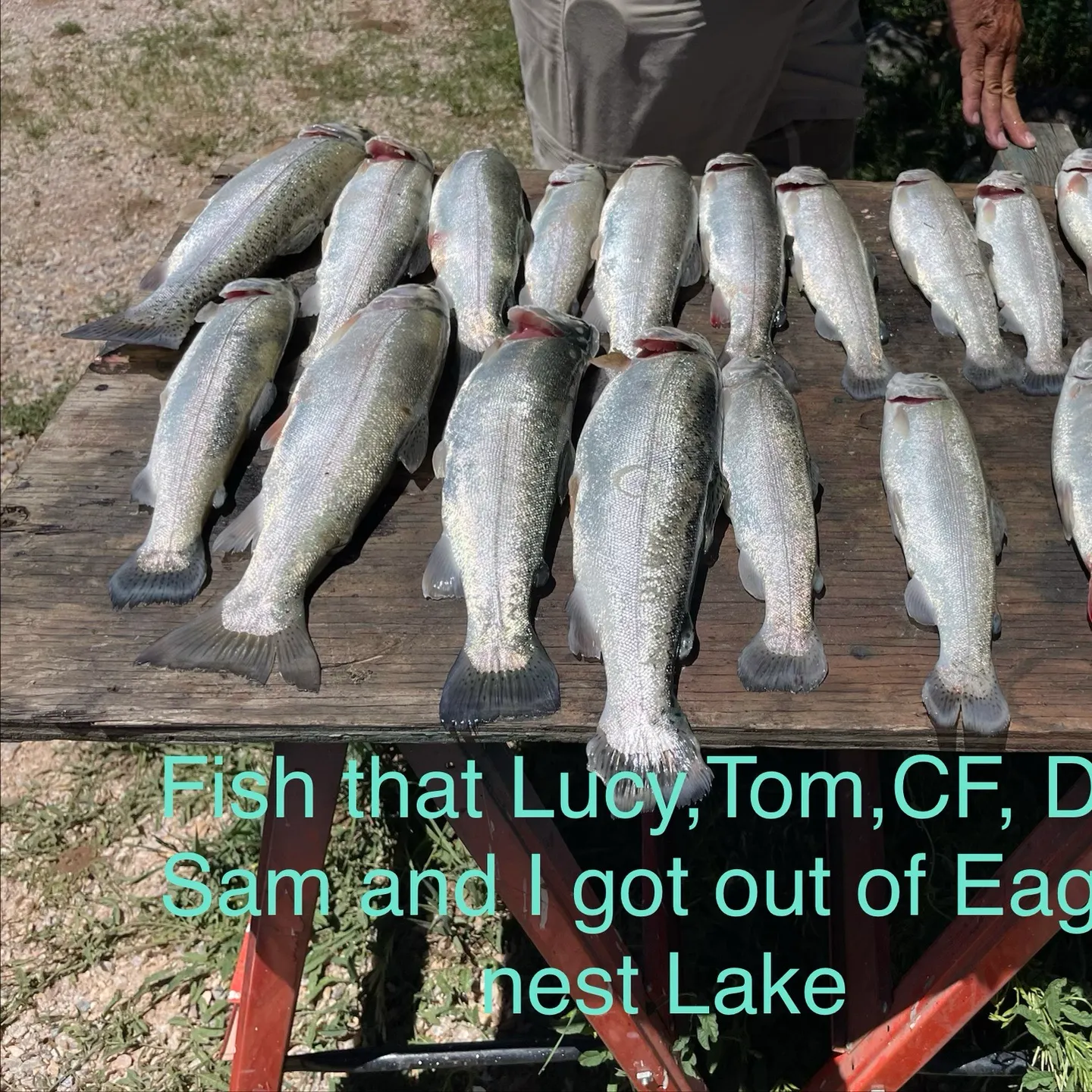 recently logged catches