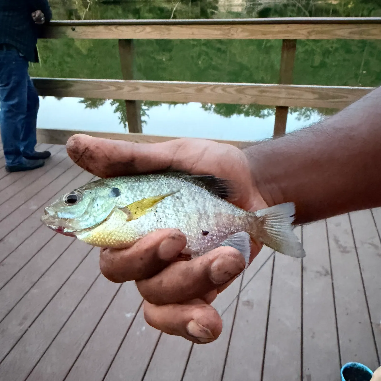 Bluegill caught on Fishbrain