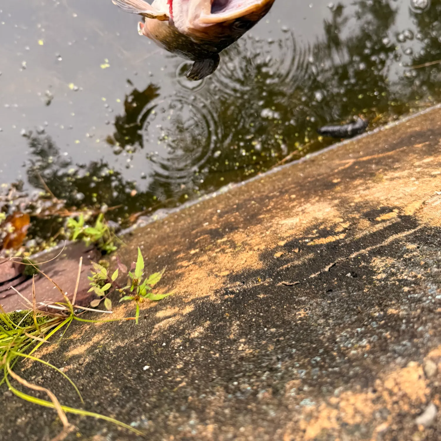 Brook trout caught on Fishbrain