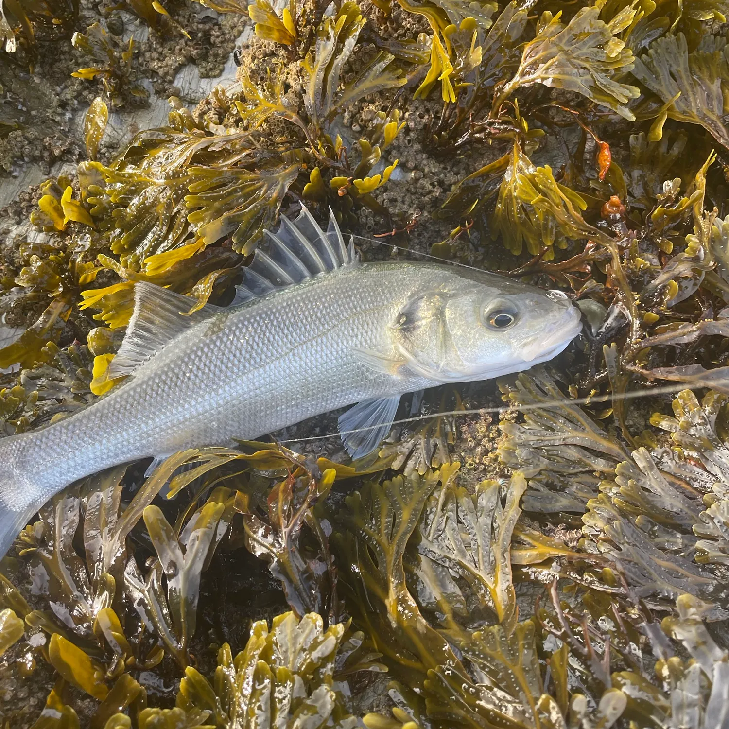 European seabass caught on Fishbrain