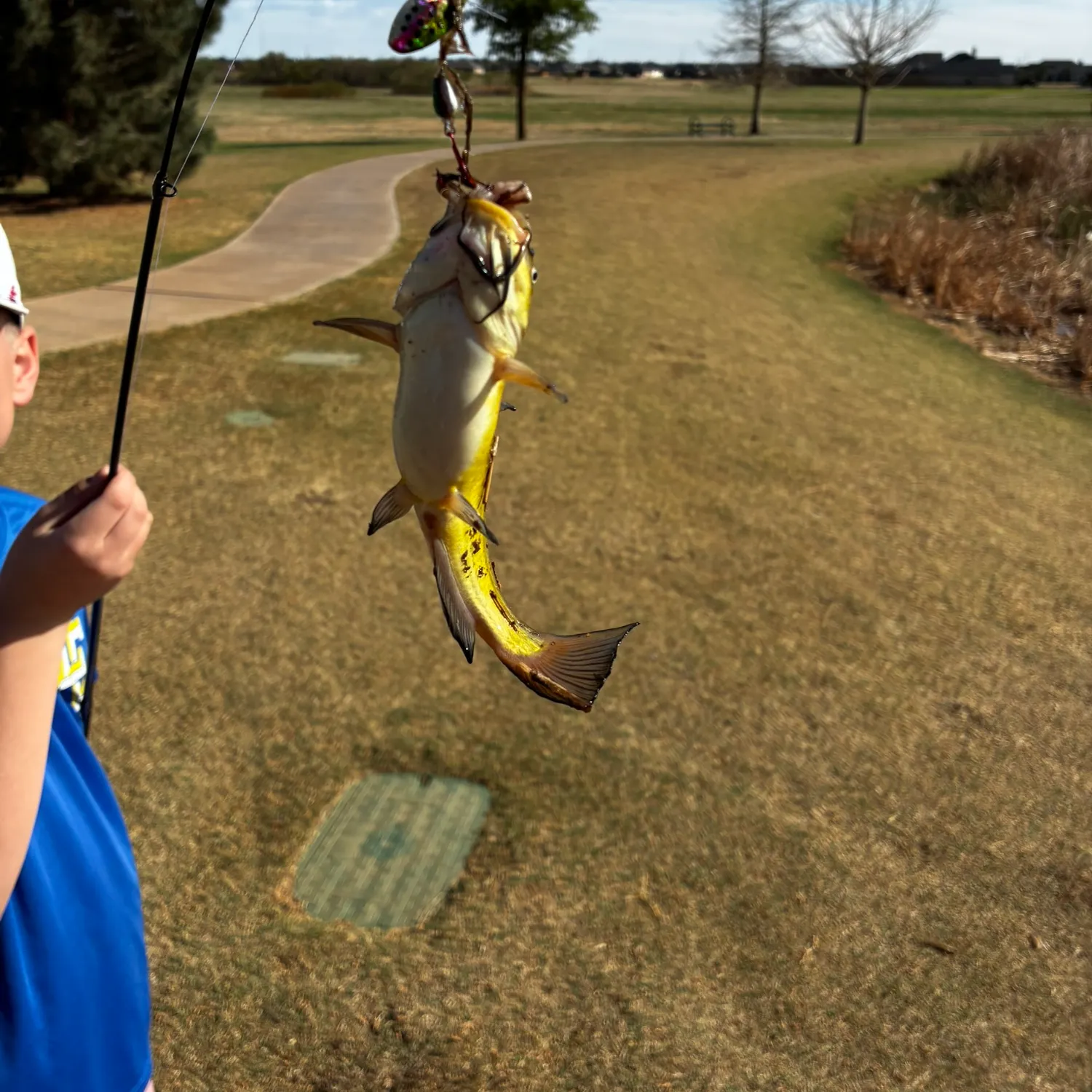 The most recent Yellow bullhead catches on Fishbrain