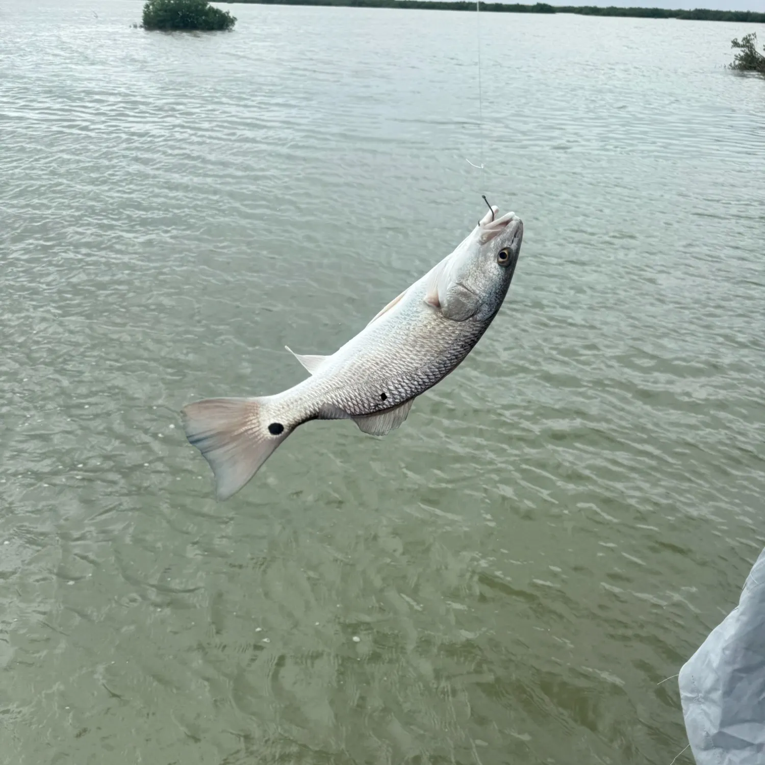 Red drum caught on Fishbrain
