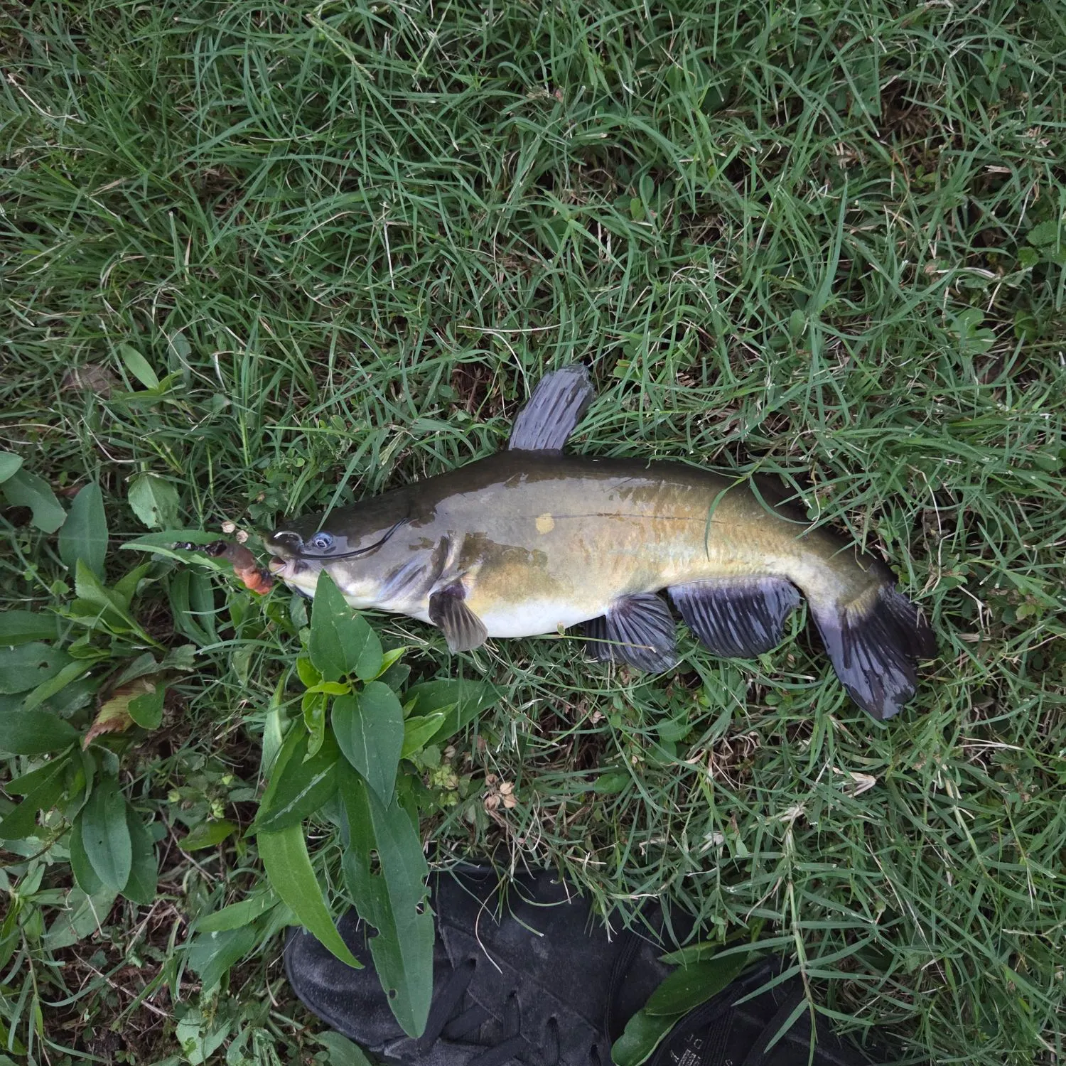 Black bullhead caught on Fishbrain