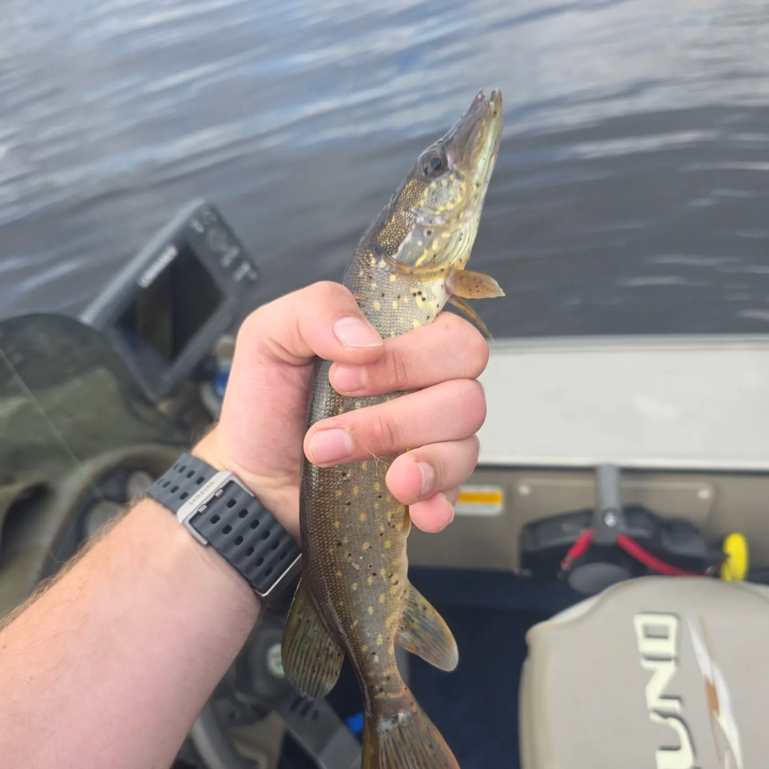 Northern pike caught on Fishbrain