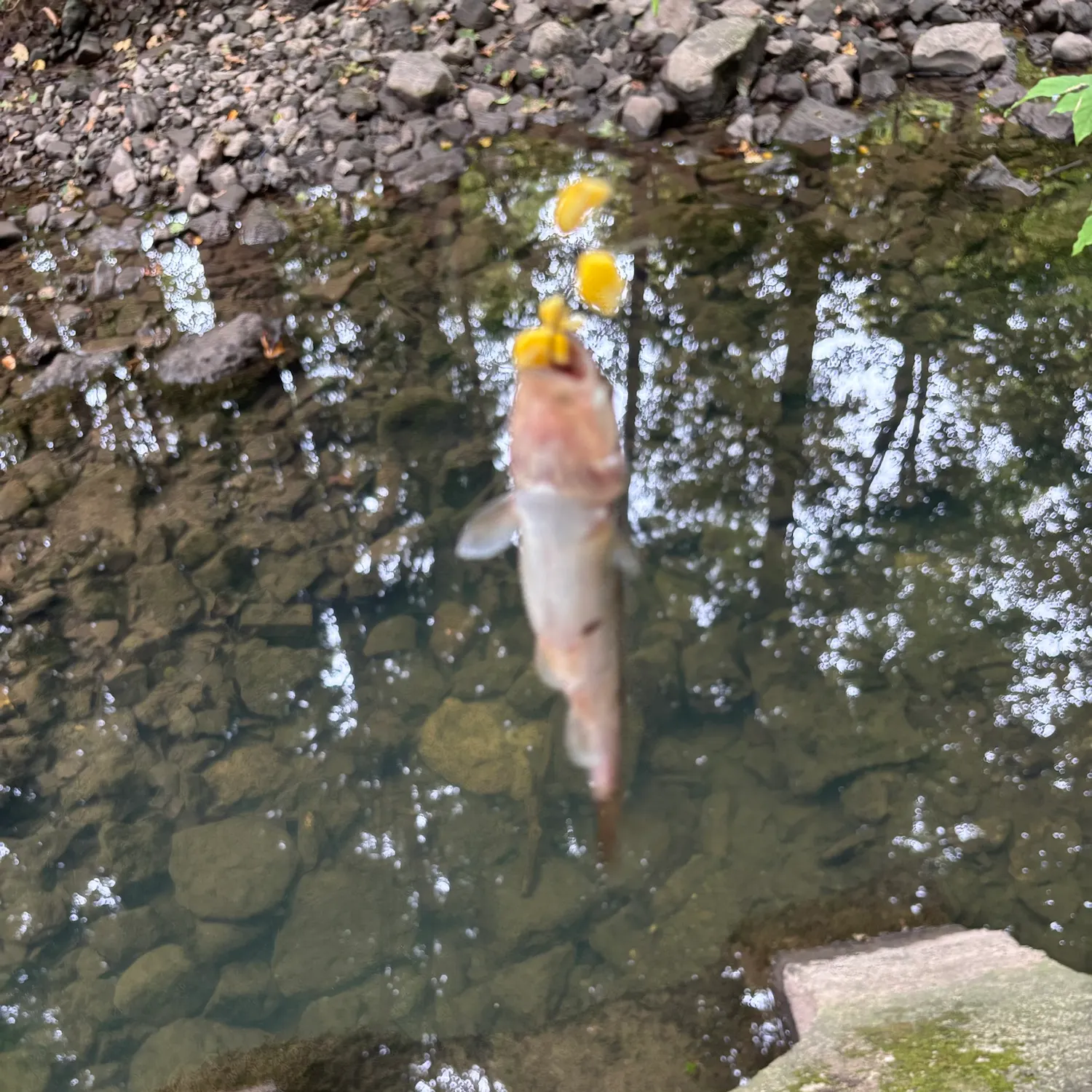 Creek chub caught on Fishbrain
