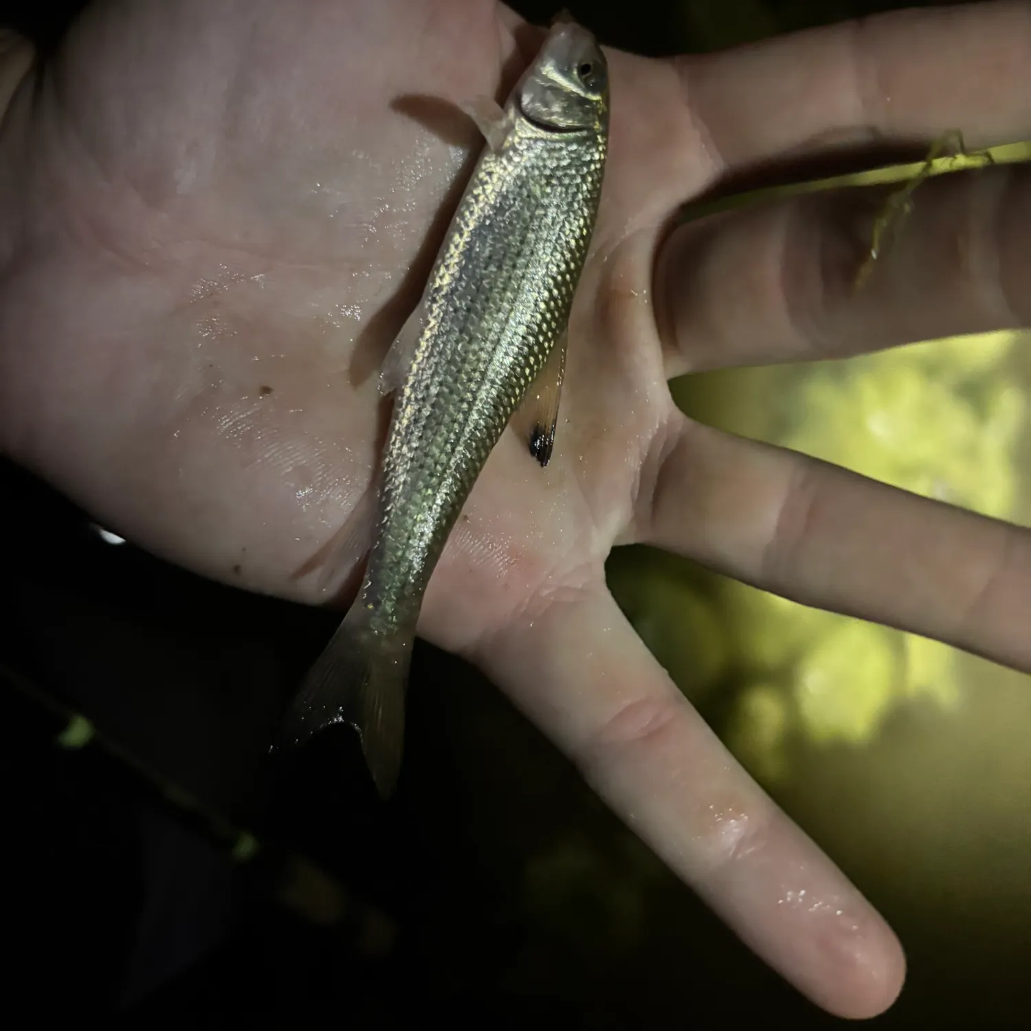 The most recent Spotted sucker catches on Fishbrain