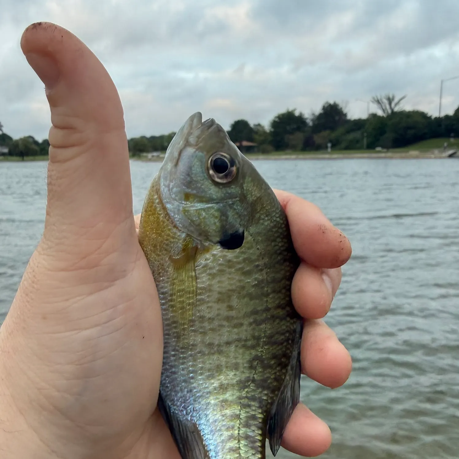 Bluegill caught on Fishbrain
