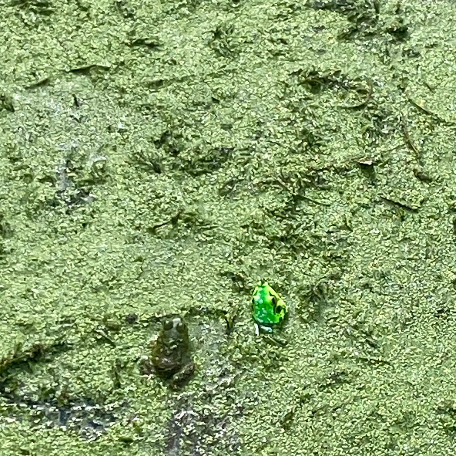 The most recent American bullfrog catches on Fishbrain