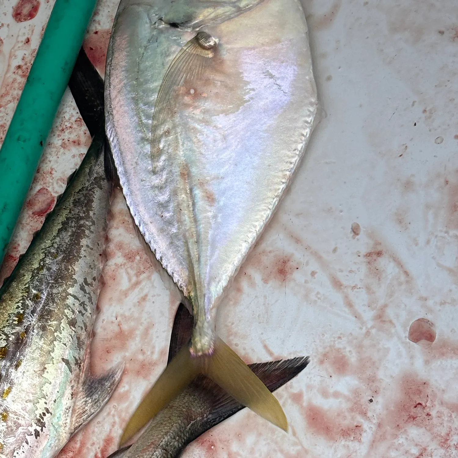 The most recent Moonfish catches on Fishbrain